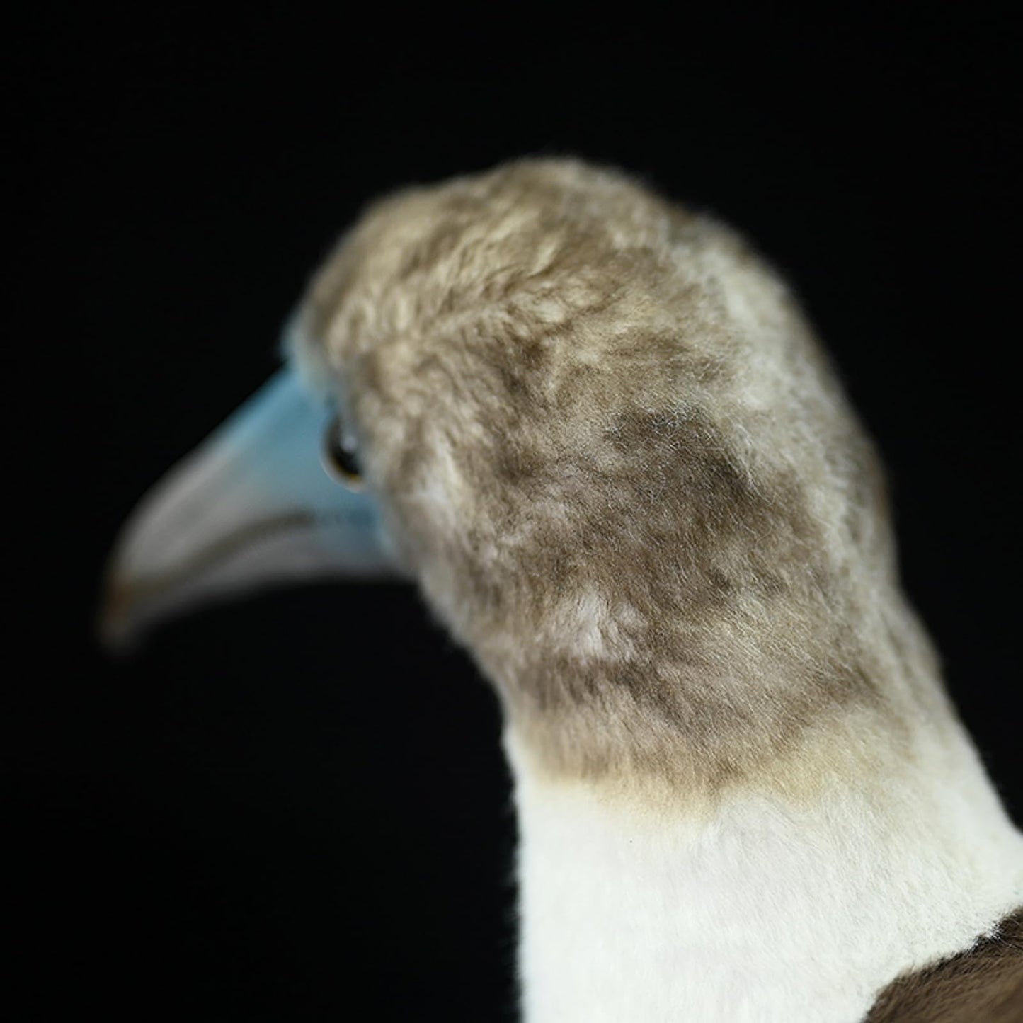 Realistic Blue-Footed Booby Plush Animal,Bird Plush Toy, Beautiful Stuffed Toy, Toy for Kids, Home Decor, Cuddle Toy